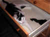 charly010.jpg (32945 Byte)