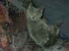chester08.jpg (63460 Byte)