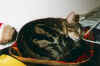 filou06.jpg (38144 Byte)