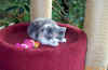 Gismo1.jpg (63026 Byte)