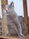 maus.jpg (68278 Byte)