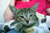 minou01.jpg (10901 Byte)