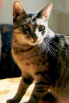 morris.jpg (46780 Byte)