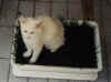pinky2.jpg (21876 Byte)