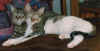 save0007.jpg (32226 Byte)