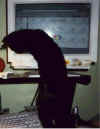 wilma14.jpg (40601 Byte)